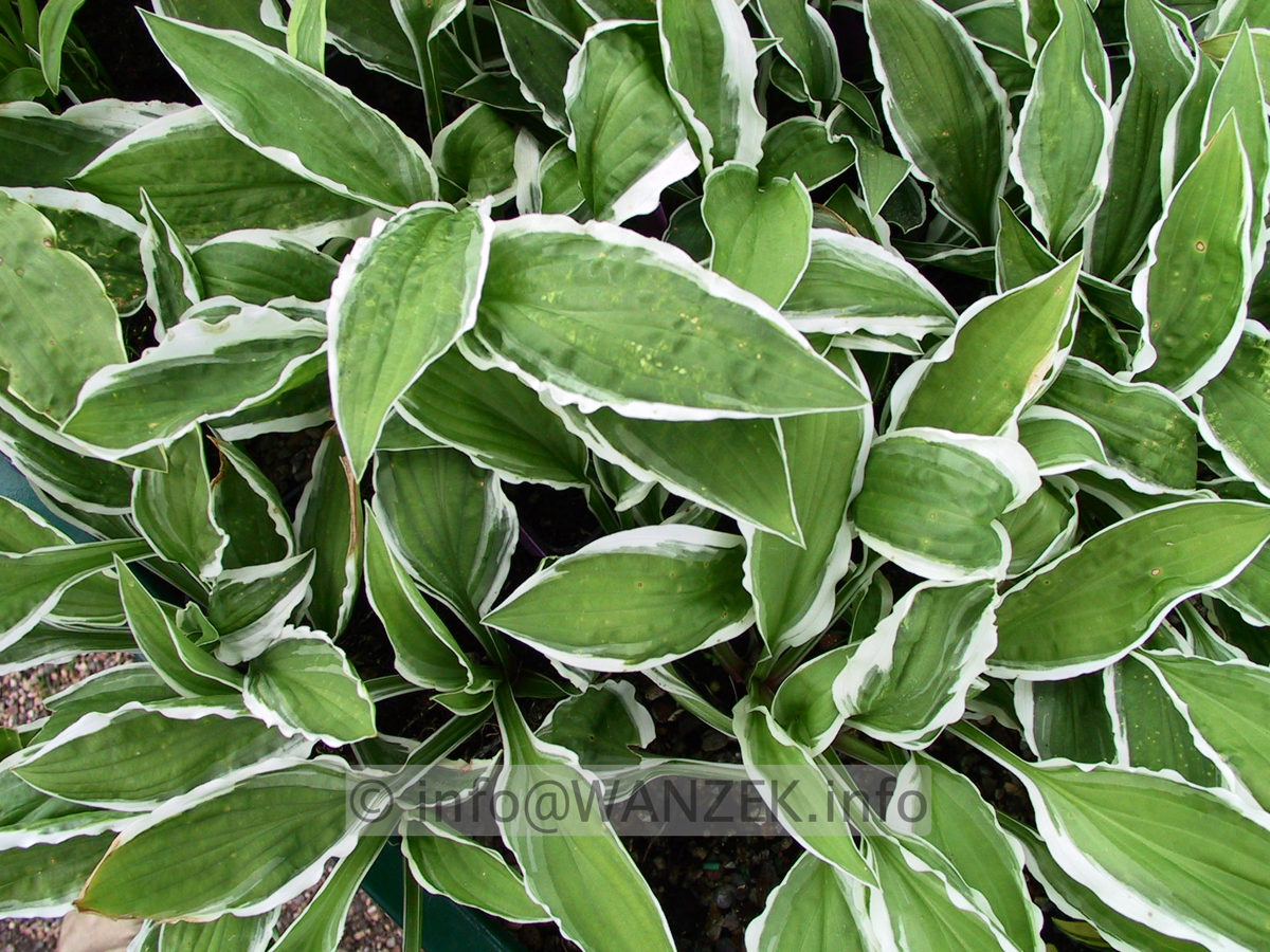 Hosta Hybride Ginko Craig 05.jpg